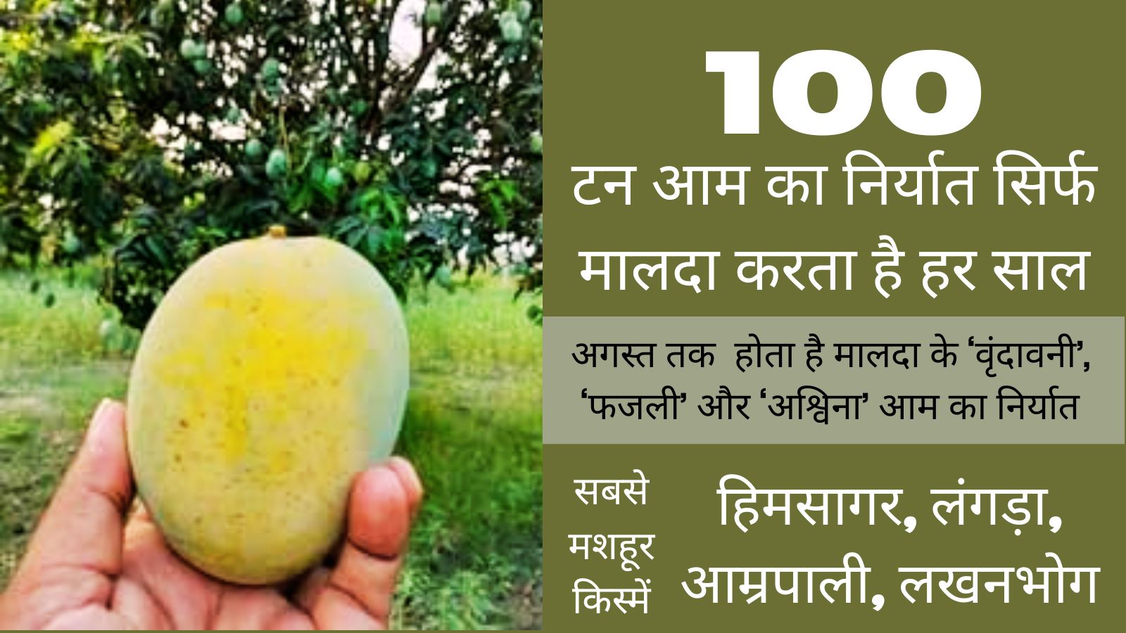 बंगाल का यह जिला है भारत की ‘मैंगो सिटी’, जानें इसका गौरवशाली इतिहास और आम की खूबियों के बारे में