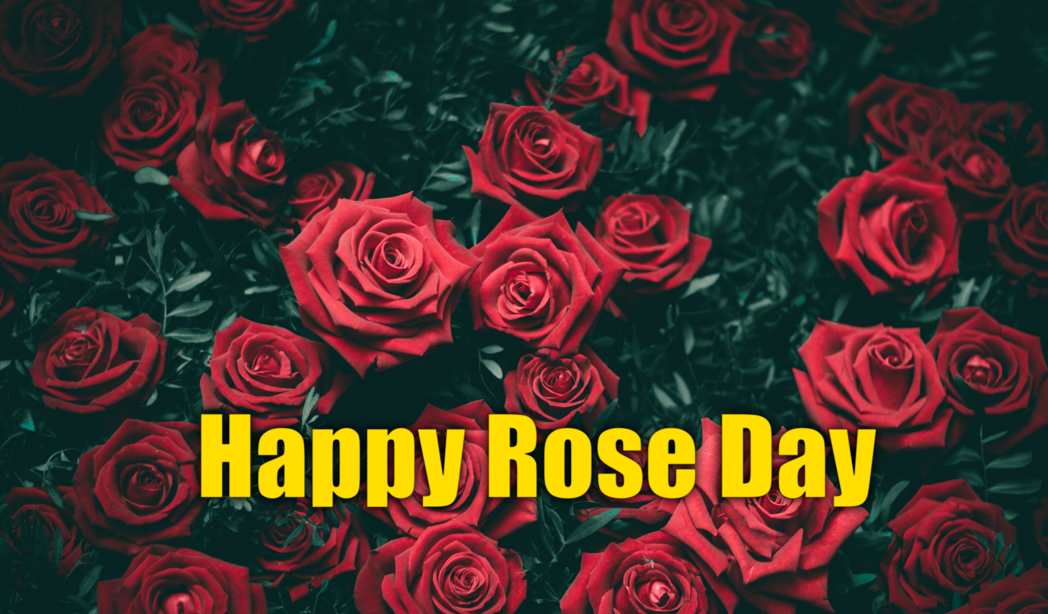 Happy Rose Day 2021 Wishes, Images, Quotes, Shayari, Messages, Status: दिखती हैं हीर की तरह..दिल में चुभती हैं तीर की तरह...रोज डे पर अपने क्रश को भेजें शायरी, मैसेज, स्टेट्स