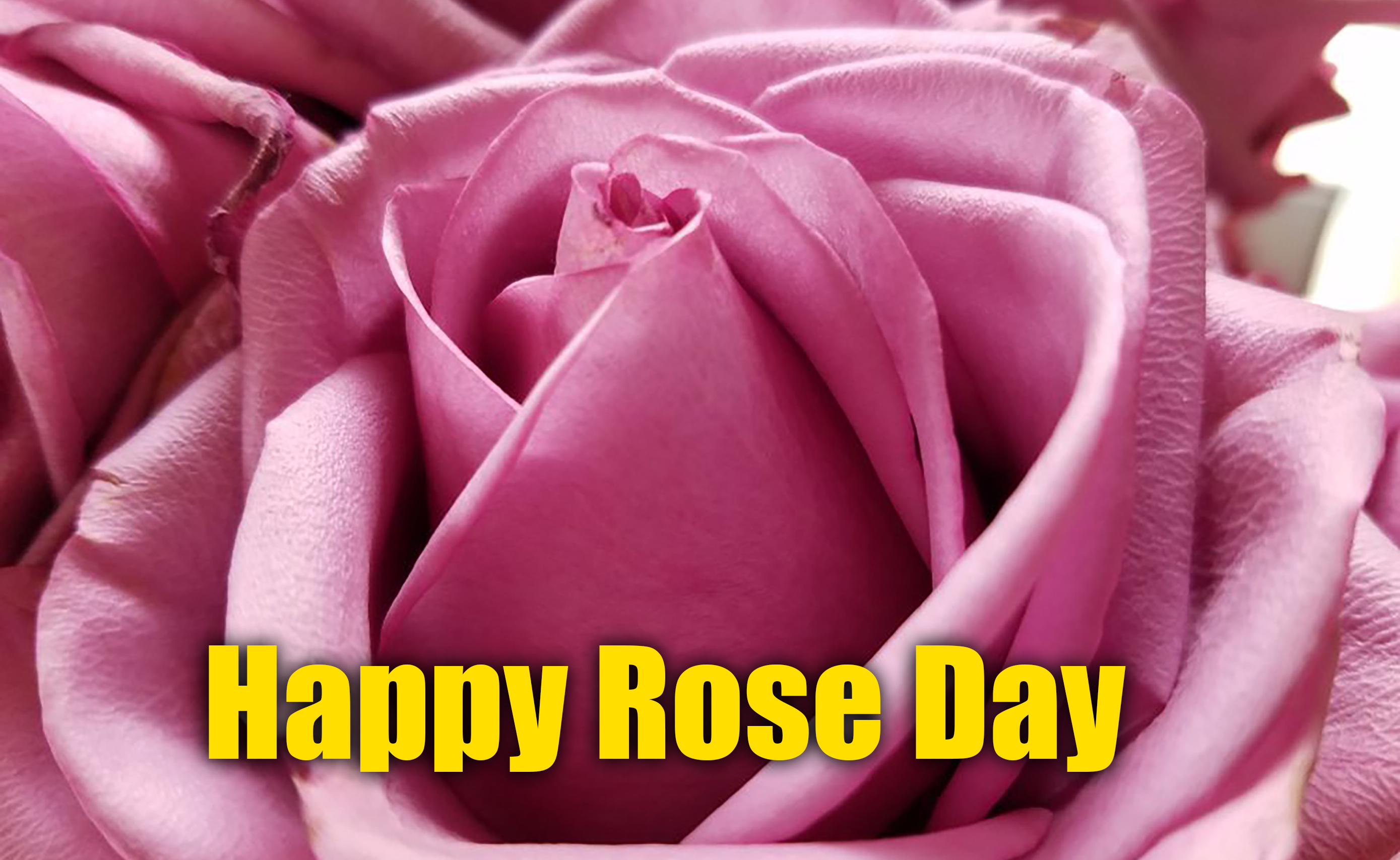 Happy Valentine Week 2021, Wishes, Messages, Images, Quotes, Status: अब तो शाम-ओ-सहर मुझे रहता हैं बस खयाल तेरा...अपने प्यार को यहां से भेजें एक से बढ़कर एक मैसेज