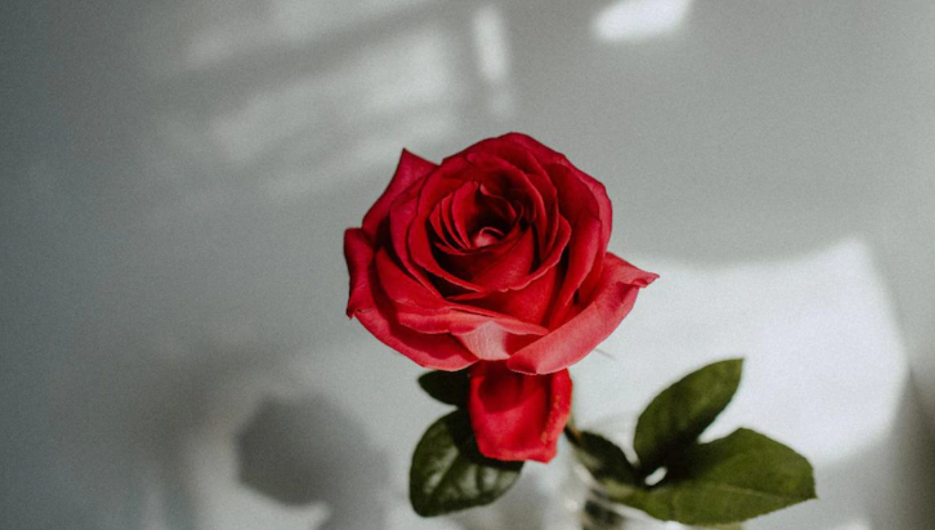 Happy Valentine Week 2021, Wishes, Messages, Images, Quotes, Status: अब तो शाम-ओ-सहर मुझे रहता हैं बस खयाल तेरा...अपने प्यार को यहां से भेजें एक से बढ़कर एक मैसेज