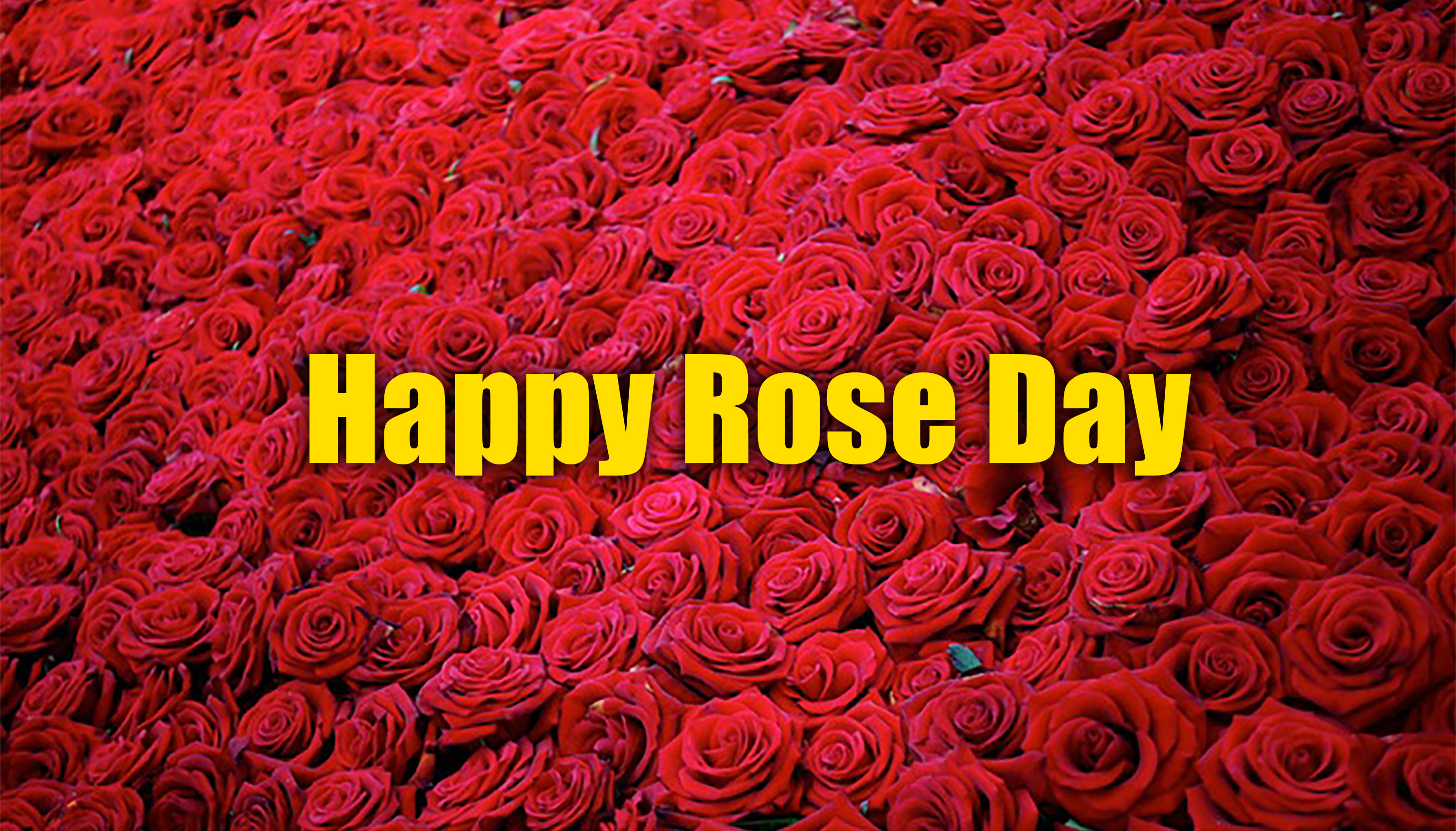 Happy Rose Day 2021 Wishes, Images, Quotes, Shayari, Messages, Status: दिखती हैं हीर की तरह..दिल में चुभती हैं तीर की तरह...रोज डे पर अपने क्रश को भेजें शायरी, मैसेज, स्टेट्स