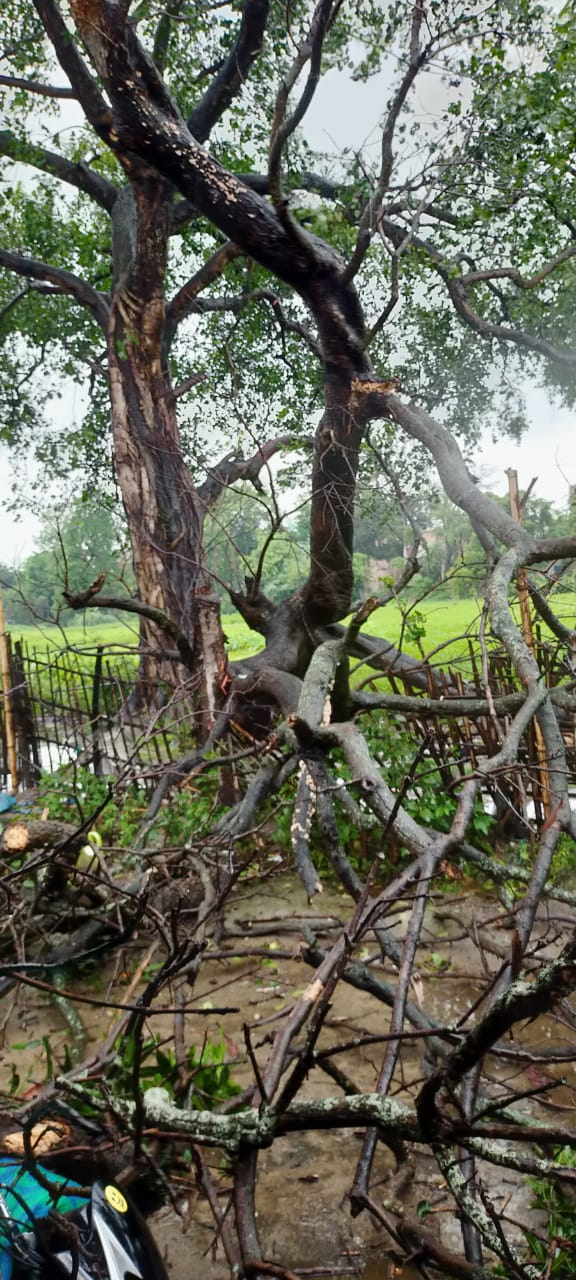 Yaas Cyclone, Bihar Weather Forecast  Updates:  बिहार में मौसम बिगड़ने से 7 की मौत, आज भी बारिश के आसार