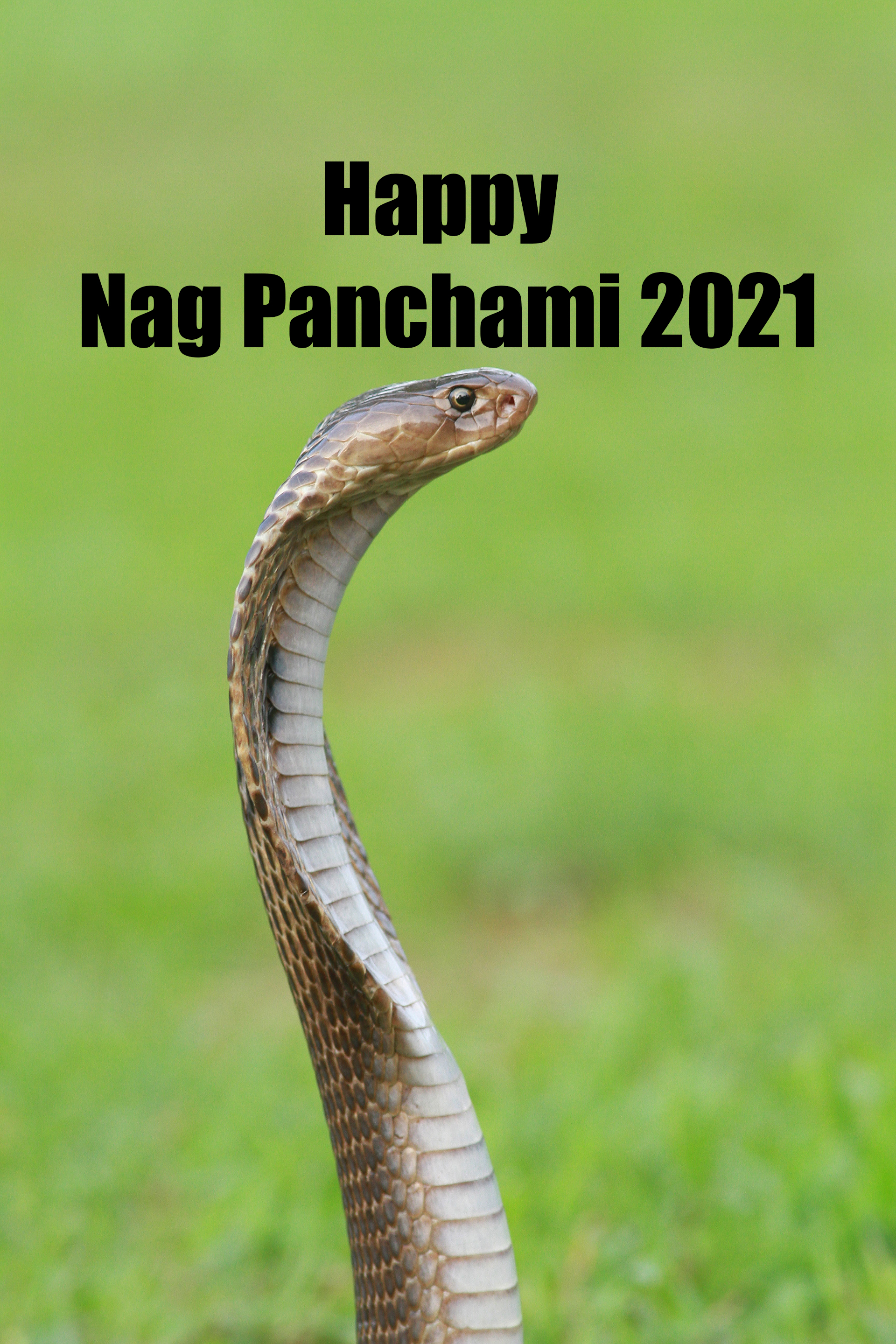 Nag Panchami 2021:  भगवान विष्णु का शेषनाग सिंहासन...'नाग पंचमी' पर अपनों को यहां से भेजे ढेर सारी शुभकामनाएं