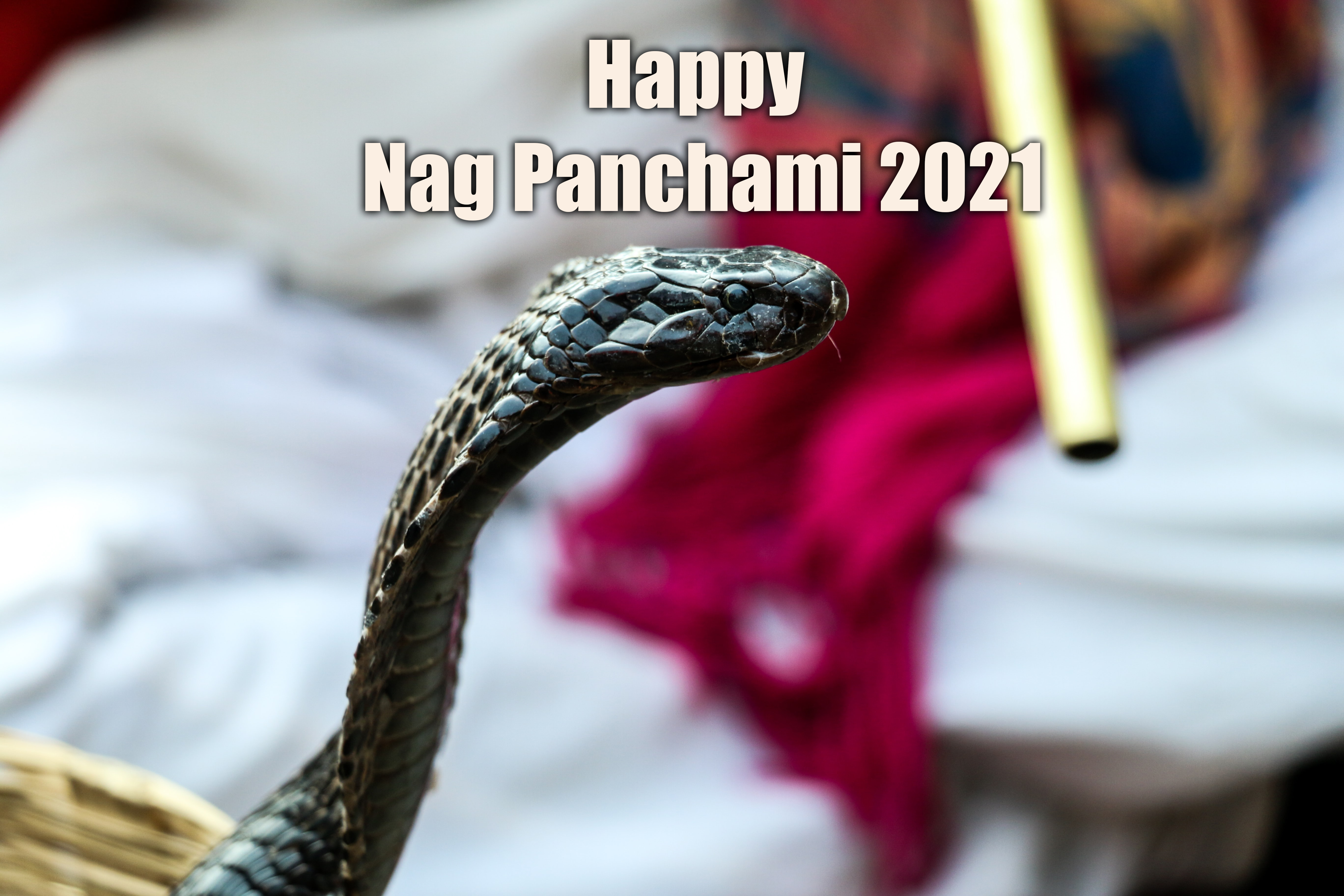 Nag Panchami 2021:  भगवान विष्णु का शेषनाग सिंहासन...'नाग पंचमी' पर अपनों को यहां से भेजे ढेर सारी शुभकामनाएं